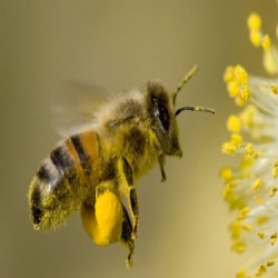 honey bee sucking nectar