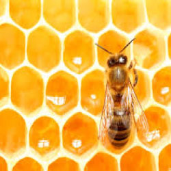 honey bee making Honey