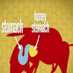 Honey bee has two stomachs