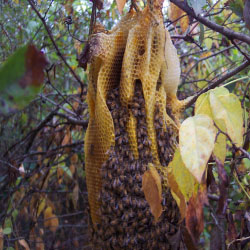 bee hive in trees