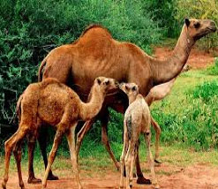 camel with its kids Beauty of the nature