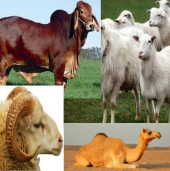 Animals of Qurbani | Udhiya
