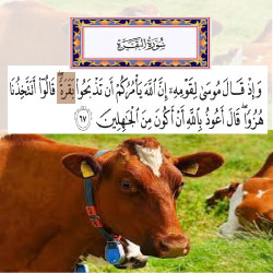 Surah al baqarah 2:67, the cow